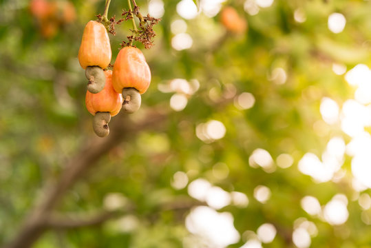 Cashew shells - a precious raw material source for the petrochemical industry in Binh Phuoc